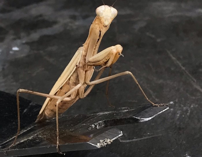 A praying mantis was caught on camera in Kamloops on Aug. 26, 2022.