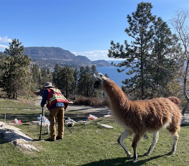 Summit Surveying with a llama