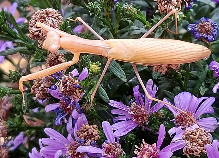 A praying mantis on an aster plant in a garden in Kamloops. 