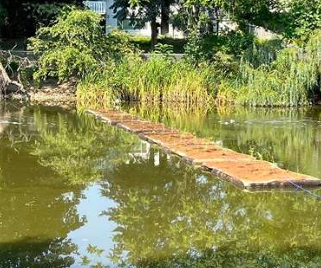 'Floating gardens' helping to clean Kelowna pondwater | iNFOnews ...