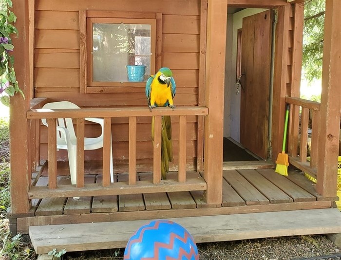 Hoolio is a blue-and-gold parrot that belongs to Kamloops man Woody Smith. 