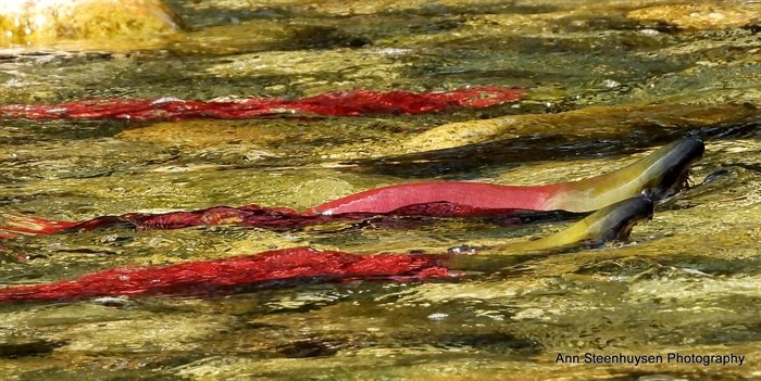 Salmon run in Scotch Creek near Salmon Arm, Sept. 3, 2022.