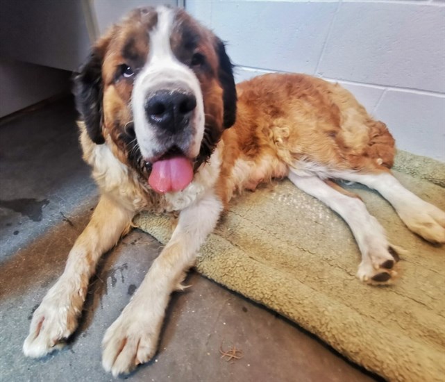 Bailey the St. Bernard when she first arrived at the B.C. SPCA shelter in Salmon Arm.