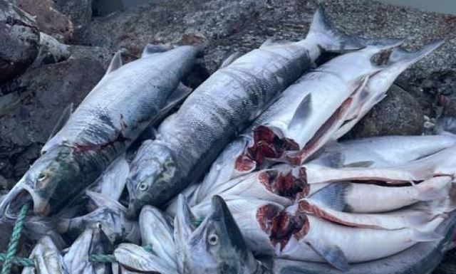 Sockeye being caught, sold illegally before reaching Kamloops, iNFOnews