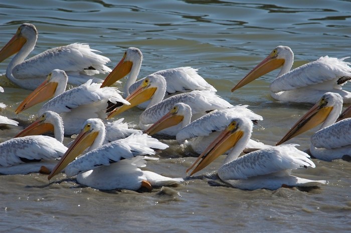 American White Pelicans on Shuswap Lake, Sept. 19, 2022.