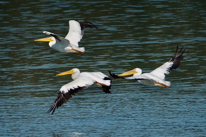 American White Pelicans on Shuswap Lake, Sept. 19, 2022.