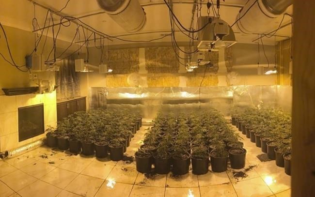 FILE - In this photo released by the Riverside County Sheriff's Office are some of about 700 marijuana plants found in an illegal grow in a home near Temecula, Calif., on Aug. 28, 2019. A data privacy watchdog's lawsuit says a Northern California utility routinely fed customers' power use information to police so they could target illicit marijuana grows, without requiring a warrant or suspicion of wrongdoing. 