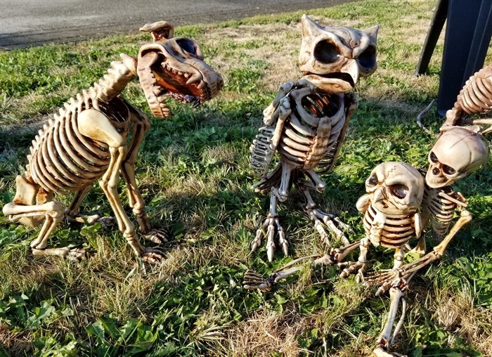 Halloween animal skeletons owned by Summerland resident Heather Pescada on her Trout Creek property on Oct. 1, 2022.