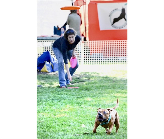 Rocco has his eyes on the prize during a visit to Gyro Park in Penticton as part of a Kelowna Disc Dog Club event.
