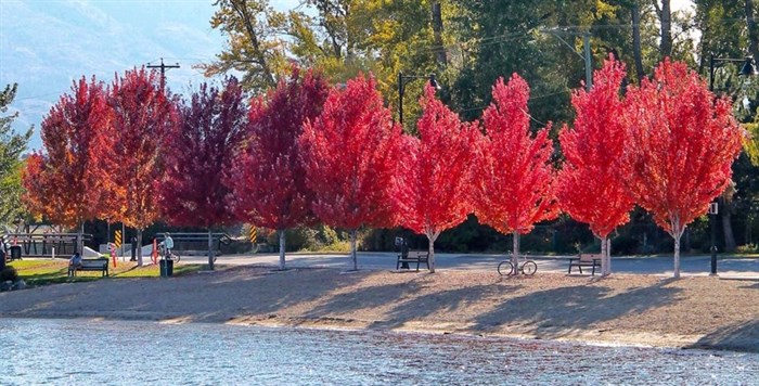 These trees become so red they can be seen from a mile away at Gellatly Bay Park in West Kelowna.