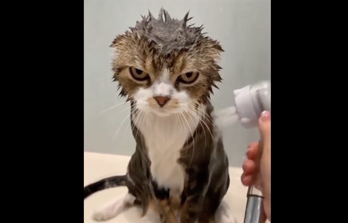 TRENDING NOW: Cat plots revenge while enduring bath | iNFOnews ...