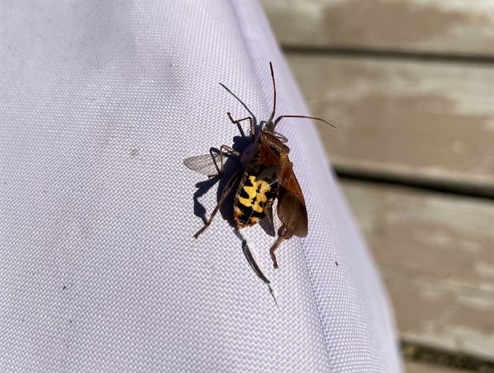 A western conifer seed bug caught on camera by Cindi Quinlan in Salmon Arm, September, 2022.