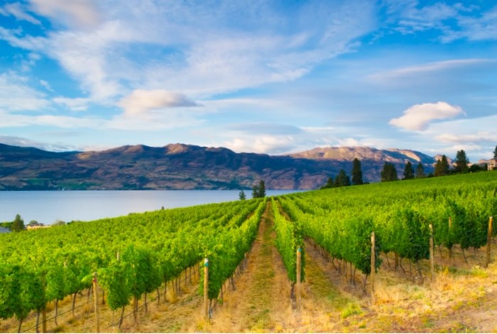 Vogue Magazine used this photo with its blurb about why the Okanagan Valley is underrated.