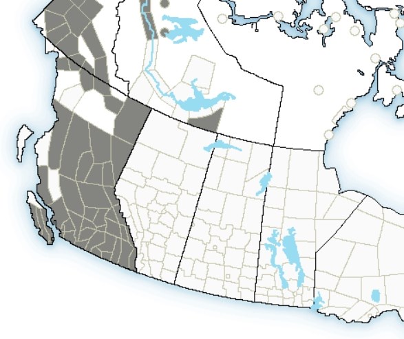 The grey areas on this Environment Canada map indicate the regions currently expected to be impacted by strong winds.