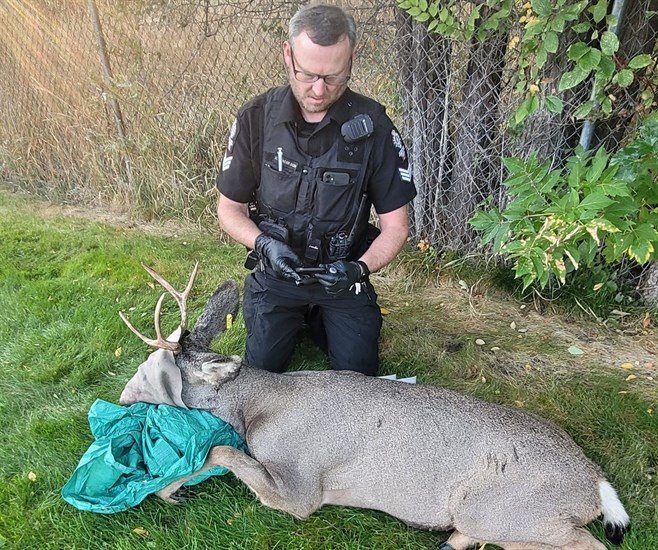 Conservation officer Mike Sanderson after freeing a buck from a volleyball net in Kamloops, Oct. 8.