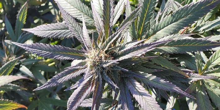 A homegrown cannabis plant.