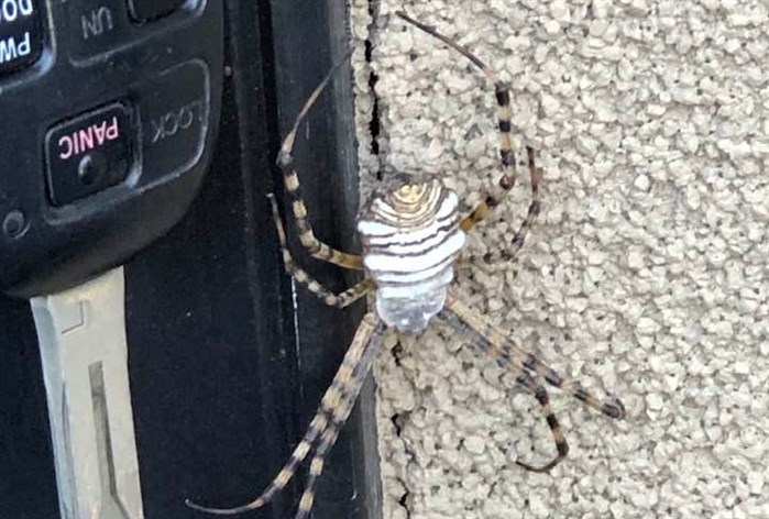 This banded garden spider was found next to Cheryl Kmyta's door in Penticton.
