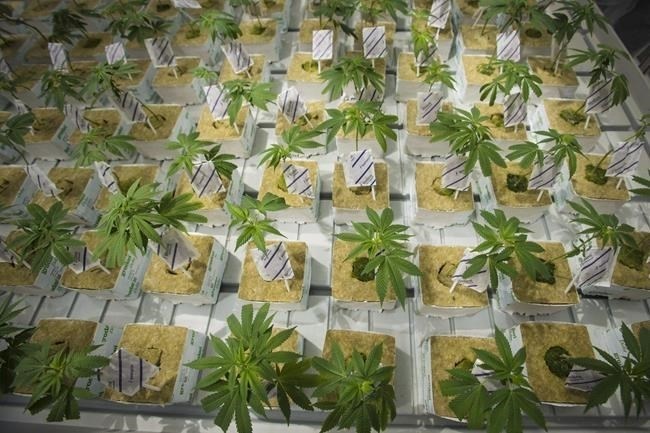 Cannabis cuttings are photographed at the CannTrust Niagara Greenhouse Facility during the grand opening event in Fenwick, Ont., on Tuesday, June 26, 2018. Cannabis industry observers say how seriously some in the sector treat marijuana regulations in the future could hinge on the outcome of a case against the former CannTrust Holdings Inc. leaders, whose company was caught growing pot in unlicensed rooms.