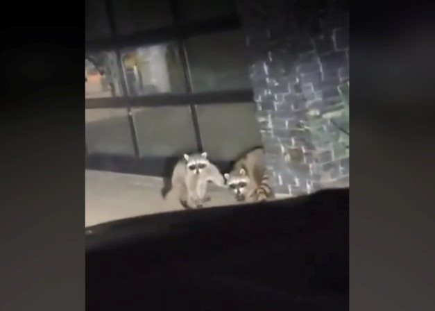 Two raccoons on an urban property in Kamloops on Oct. 16. 