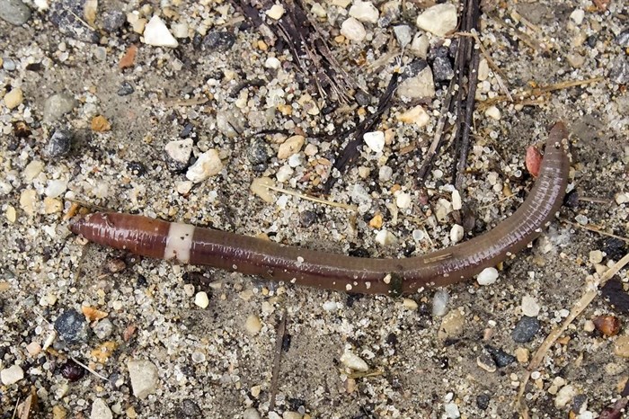 This July 2, 2014, image provided by Susan Day shows a mature Asian jumping worm found in Madison, Wis. The species is distinguishable from other earthworms by the presence of a creamy gray or white band encircling its body.
