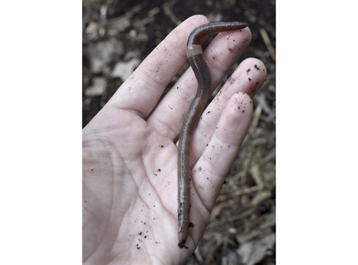 This Sept. 13, 2020, image provided by Kaleigh Gale shows a captured Asian jumping worm in Portland, Conn. The species is distinguished from other earthworms by the presence of a creamy gray or white band encircling its body.