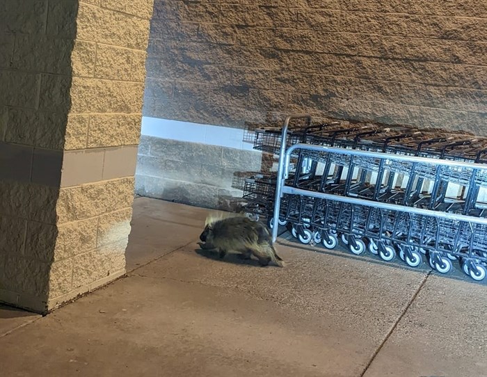 A porcupine walking in a shopping centre in Kamloops, Oct. 20.