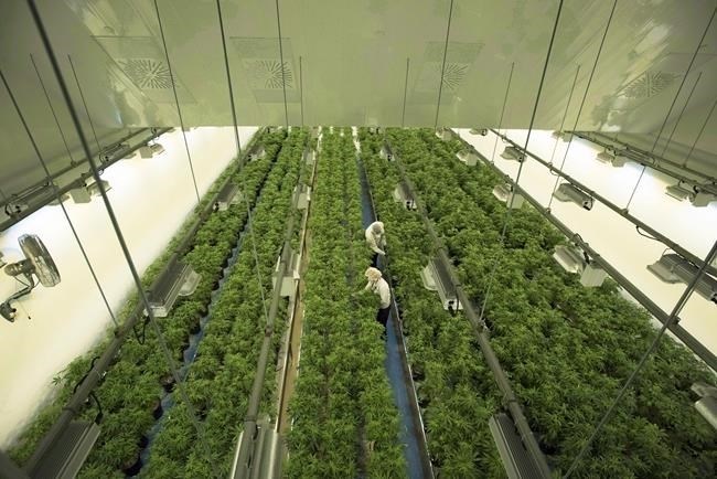 Staff work in a marijuana grow room at Canopy Growth's Tweed facility in Smiths Falls, Ont. on Thursday, Aug. 23, 2018. Canopy Growth Corp. says it is looking to grow its U.S. business with the creation of a new U.S.-domiciled company that will hold its U.S. cannabis investments.
