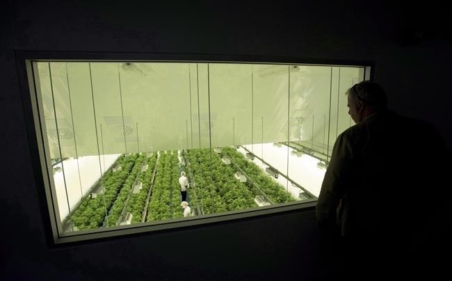 Staff work in a marijuana grow room that can be viewed by at the visitors centre at Canopy Growth's Tweed facility in Smiths Falls, Ont. on Thursday, Aug. 23, 2018. Canopy Growth Corp. is warning a U.S. holding company it wants to set up could be delisted from the Nasdaq stock exchange, which is objecting to some of its plans. 