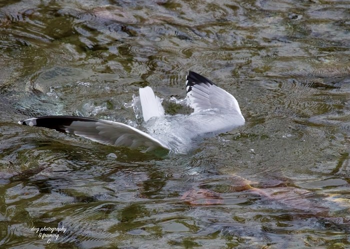 Gull under the water of the Adams River eating salmon eggs, taken by Kamloops photographer Doug Giles on Oct. 30.