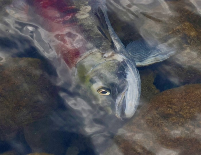 Photo of dead salmon in Adams River taken by Kamloops photographer Lyn MacDonald on Oct. 24. 