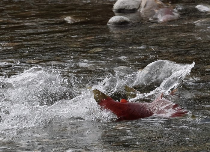 Spawning sockeye salmon in Adams River taken by Kamloops photographer Lyn MacDonald on Oct. 29.