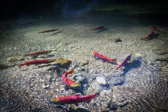 Spawning sockeye salmon in Adams River taken by photographer Darcy Peel on Oct. 22. 