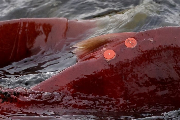 A tagged sockeye salmon in Adams River taken by Kamloops photographer Lyn MacDonald on Oct. 29.