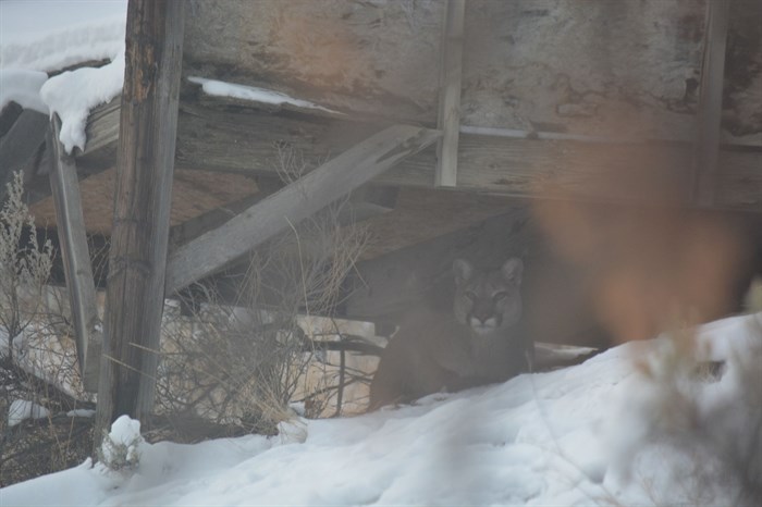 A cougar on Kamloops resident Loren Hebden Phillips' property on Nov. 12, 2022.