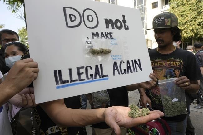 Cannabis supporters hold piece of cannabis during gather outside the Government House in Bangkok, Thailand, Tuesday, Nov. 22, 2022. Thailand made it legal to cultivate and possess marijuana for medicinal purposes earlier this year, but lax regulations allowed the growth of a recreational marijuana industry, and the demonstrators don't want the rules against it to be strengthened again.