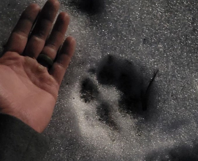 This paw print was made by what appears to be a wolf on a residential property in Lake Country. 