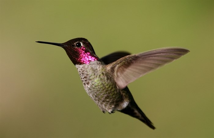 FILE PHOTO - Anna's Hummingbird