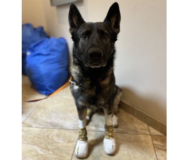 A German shepherd is up for adoption in B.C. after it was severely injured while travelling with its previous owner. While tethered in the back of a truck the 3-year-old dog named Heidi fell out and was dragged.
