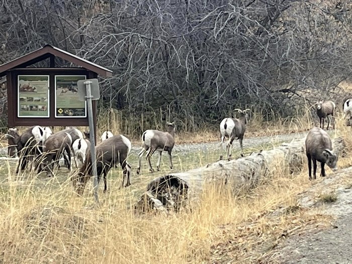 A large herd of Big Horn Sheep were seen grazing and wandering around Bear Creek Provincial Park. 