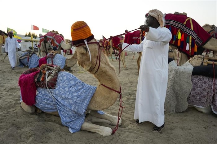 A camel pulls back as a tour guide tries to prepare it for a tour in Mesaieed, Qatar, Nov. 26, 2022.