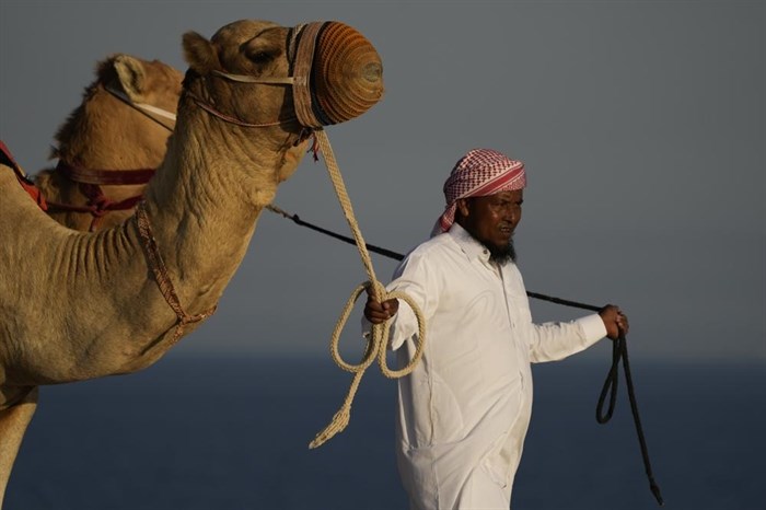 Camels are lead by a tour guide in Mesaieed, Qatar, Nov. 26, 2022. 
