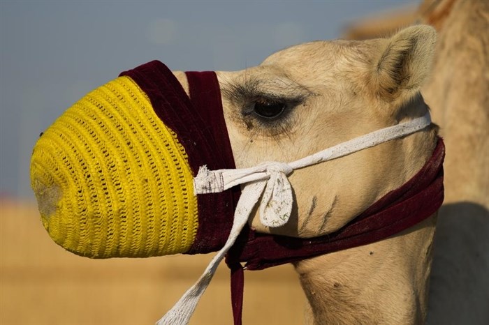 A camel waits for the next group of riders in Mesaieed, Qatar, Nov. 26, 2022.