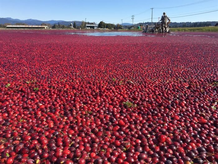 Cranberries during a wet harvest at Riverside Cranberry Farm near Langley. 