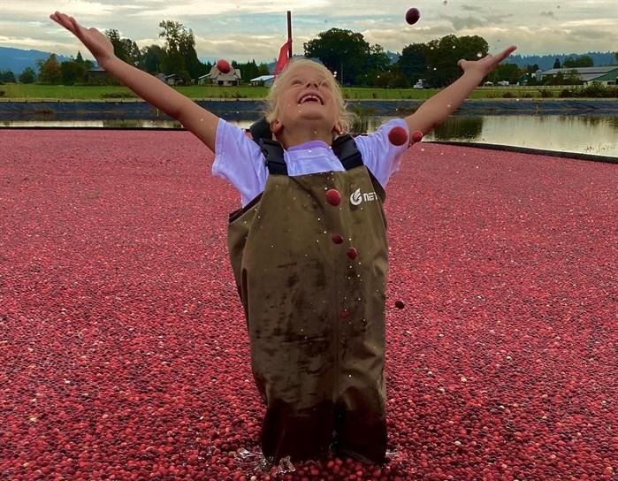 A child throwing cranberries at Riverside Cranberry Farm in Langley.