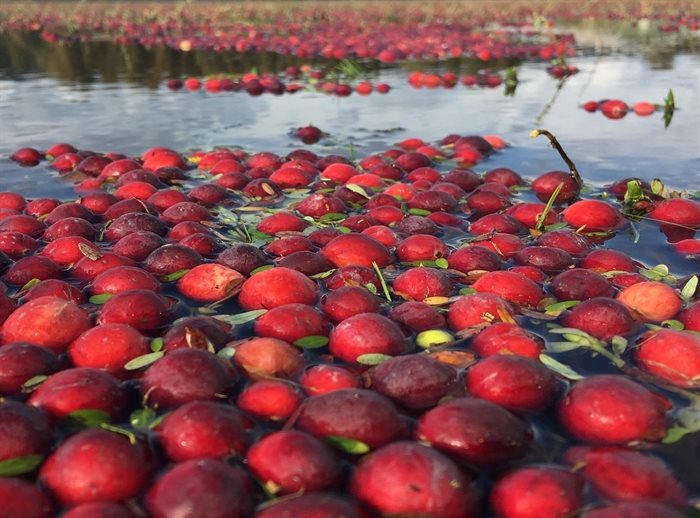 Cranberries floating on the water during wet harvest on Riverside Cranberry Farm near Langley. 