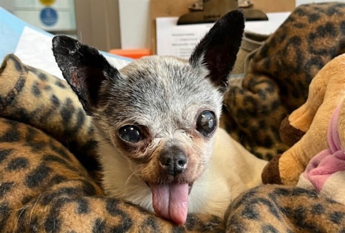 Delilah, a 13-year-old Chihuahua, was reunited with her family in Vancouver after going missing for three years.
