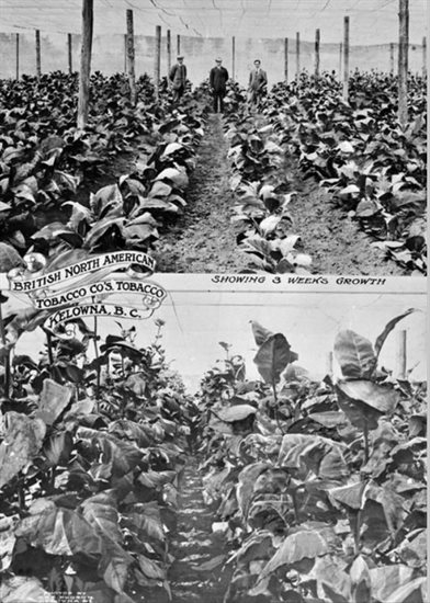 Tobacco grown around 1912.