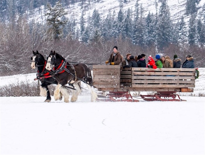 A team of horses and a sleigh at the Horse Drawn Okanagan sleigh ride event on a farm in North Okanagan. 