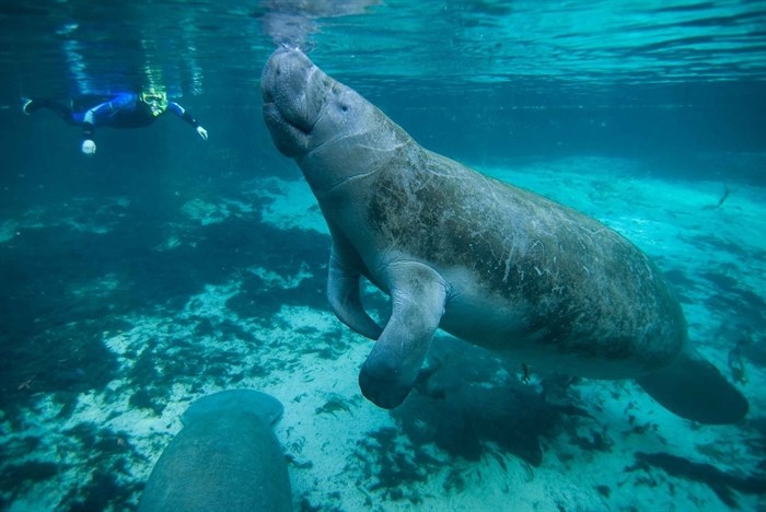 Manatees in Crystal River