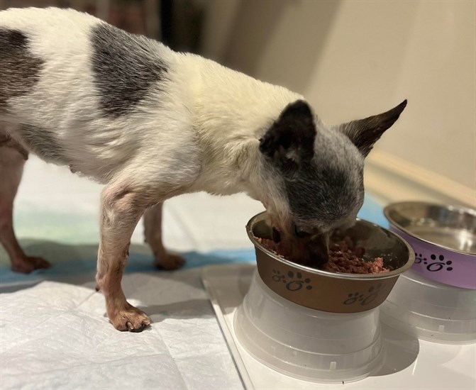 Delilah the Chihuahua is healing from injuries at home in Vancouver. She went missing in March, 2020 and was found in December. 